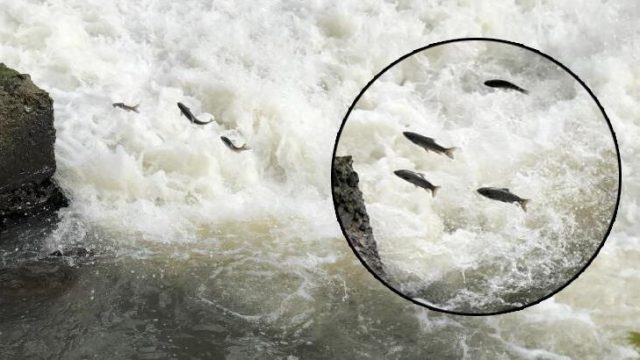 Kars’ta balıkların ‘ölüm göçü’ sürüyor! 10 Haziran’da son bulacak
