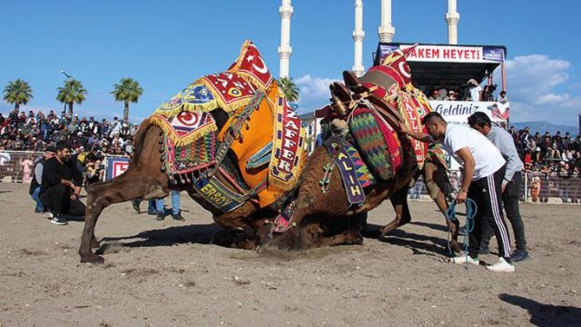 Antalya’da develer güreşirken sahipleri kavga etti