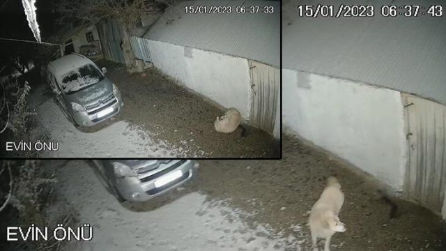 Deprem anında uyuyordu… Köpeğin yaşadığı panik güvenlik kamerasına yansıdı